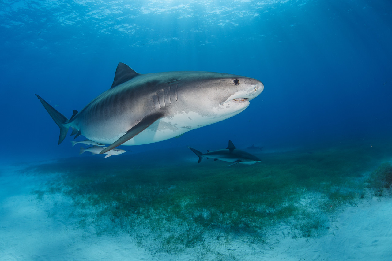 Photo of a Tiger shark cruising a reef in the Bahamas