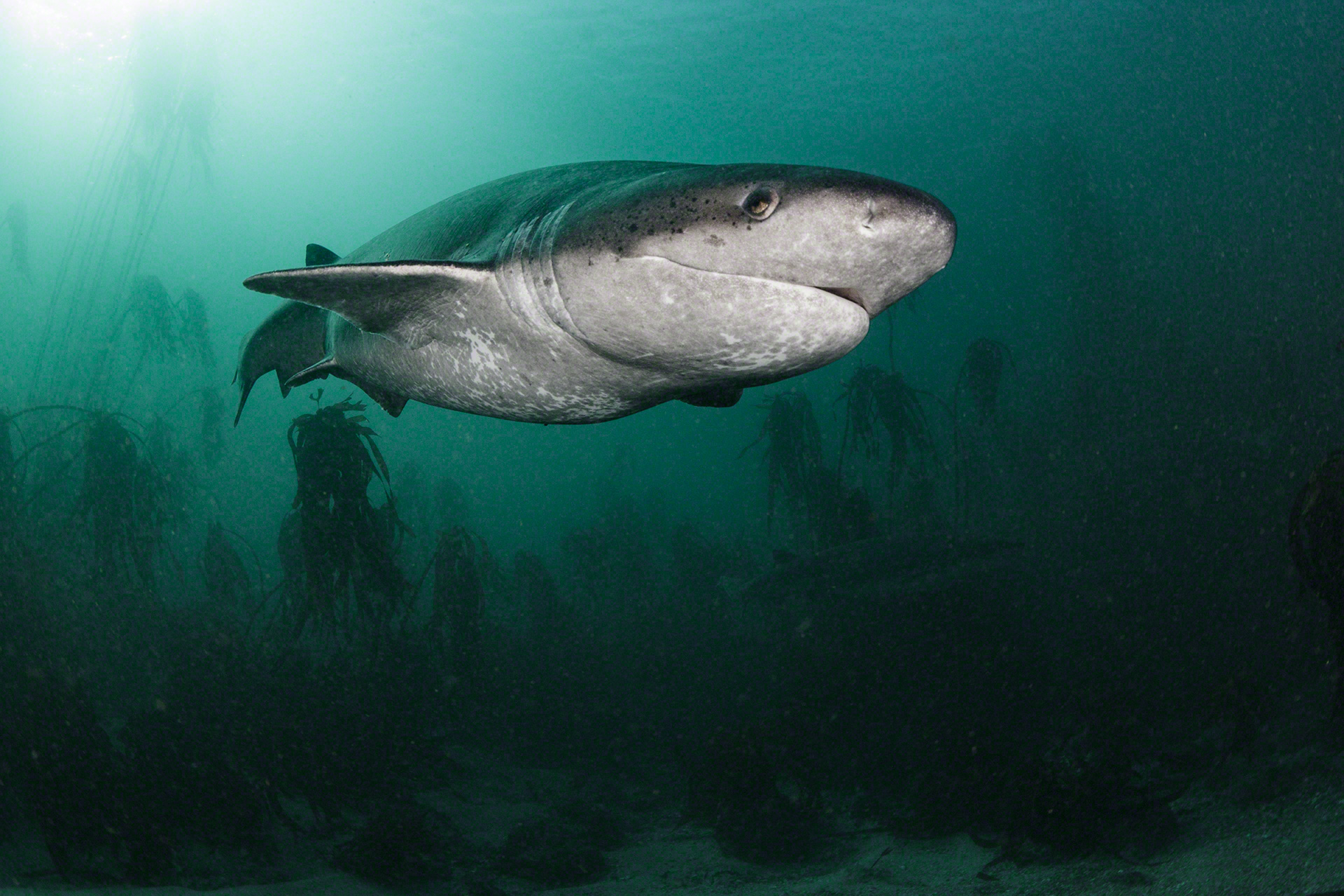 Photo of broadnose sevengil cow shark