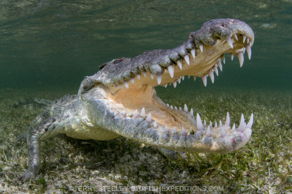 Image of open mouthed American crocodile