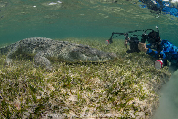 Image of guest photographing a crocodile