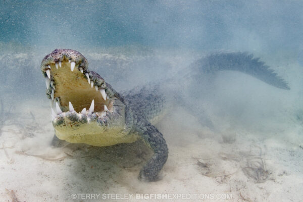 Image of a crocodile on a sandy bottom