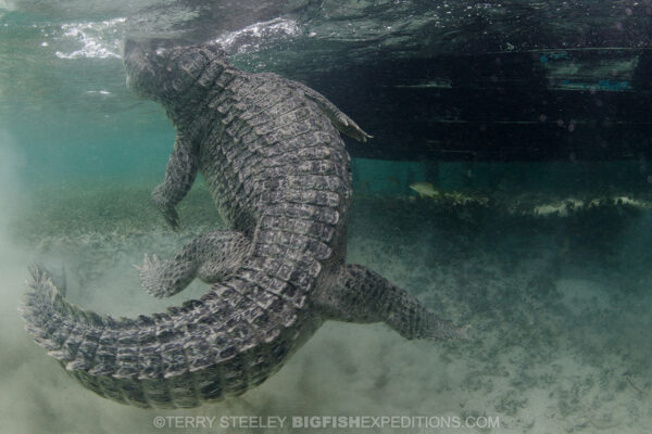 Image of a crocodile whipping its tail