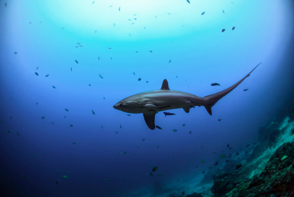 Image of thresher shark