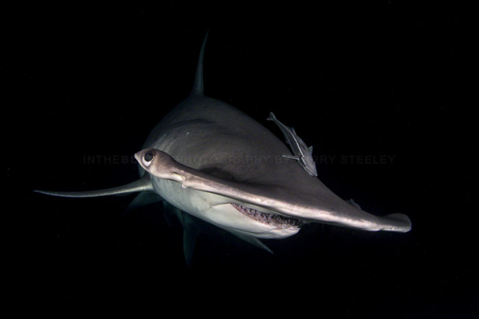 Image of a hammerhead shark