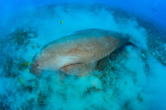 Dugong on the sea bed